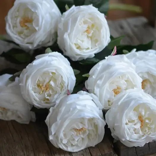 Austin Cabbage Rose Stem - #Perch#