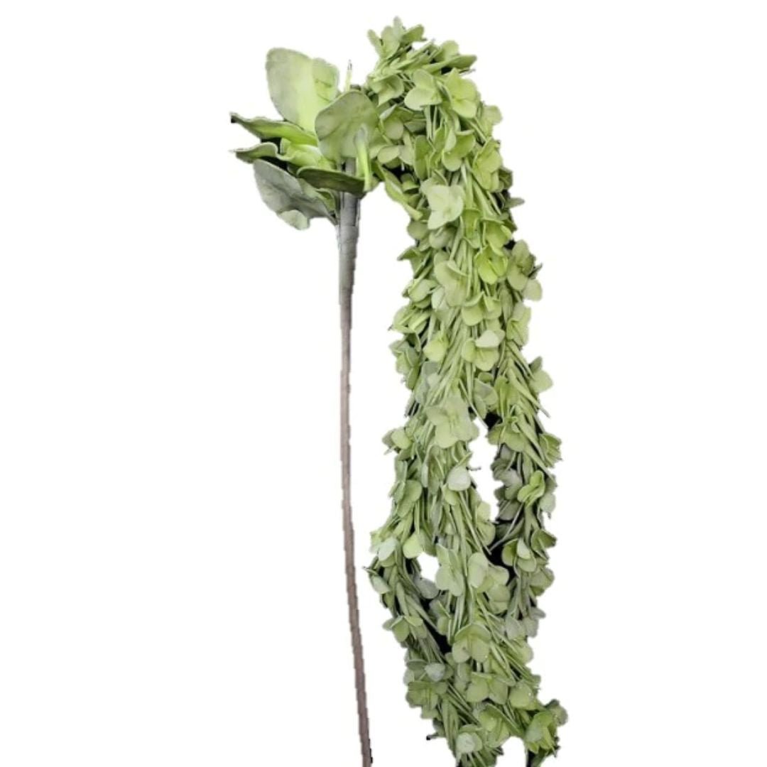 Green Waterfall Flower - #Perch#