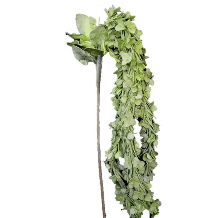 Green Waterfall Flower - #Perch#