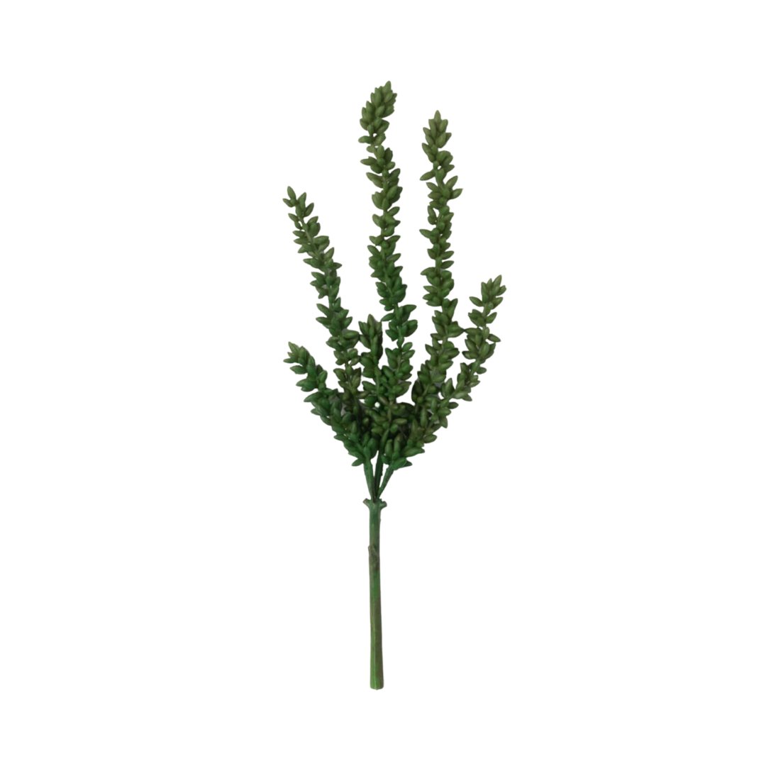 succulent perch String Of Tears Succulent Stem – Perch