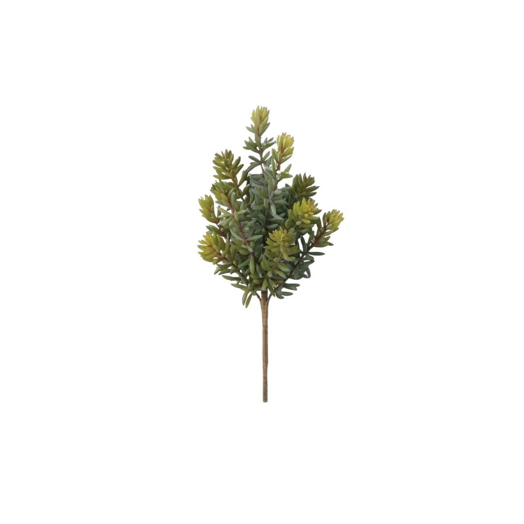 the succulent perch Succulent – Perch