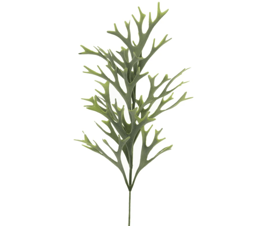 Dragon Horn Fern Stem - Perch