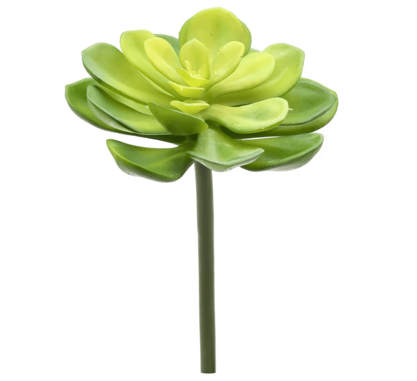 Echeveria Stem - Perch