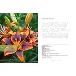 Lilies: Beautiful Varieties For Home & Garden - #Perch#