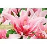 Lilies: Beautiful Varieties For Home & Garden - #Perch#