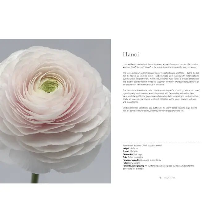 Ranunculus: Beautiful Varieties For Home and Garden - #Perch#