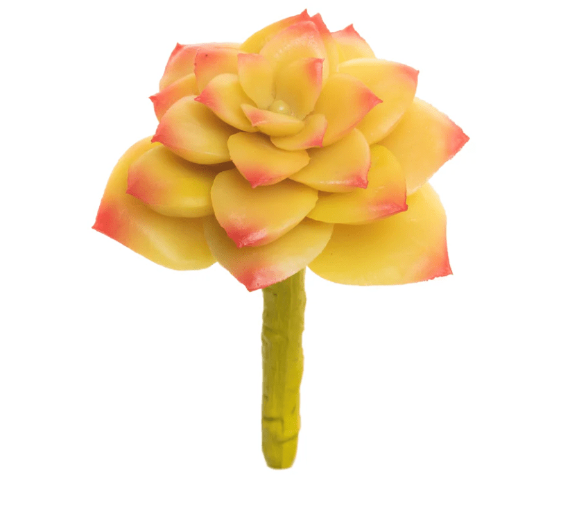 Red/ Yellow Succulent - Perch