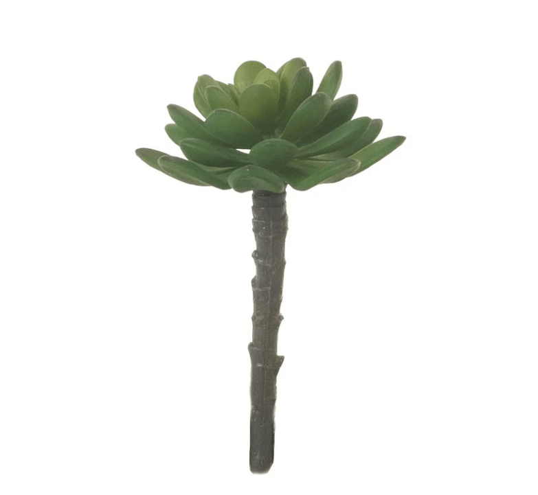 Single Stem Succulent - Perch