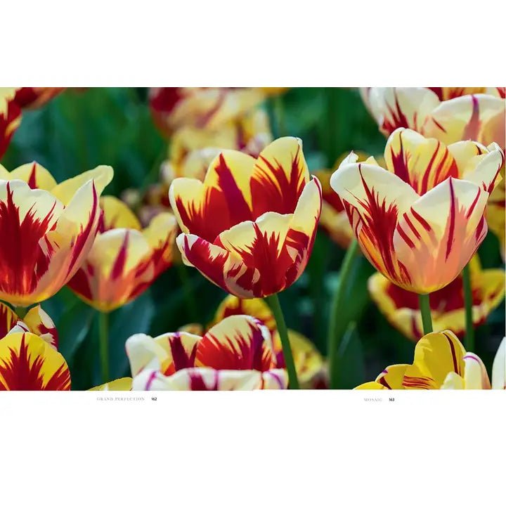 Tulips: Beautiful Varieties For Home and Garden - #Perch#