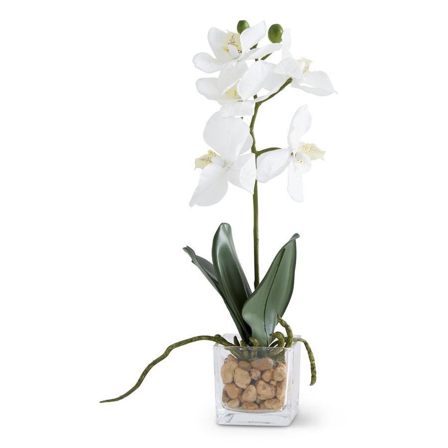 White Orchid In Square Glass - #Perch#