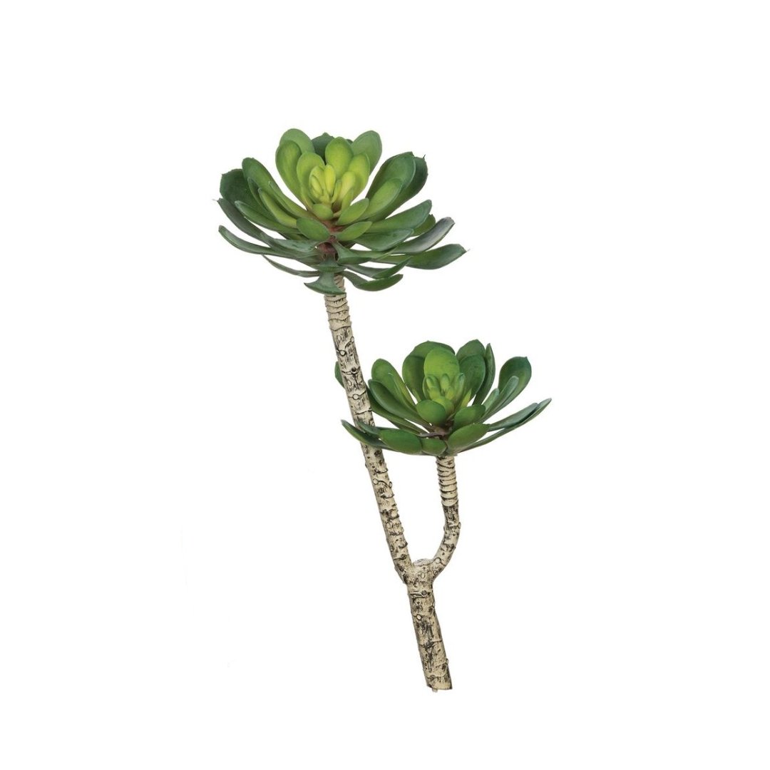 Aeonium Spray - #Perch#