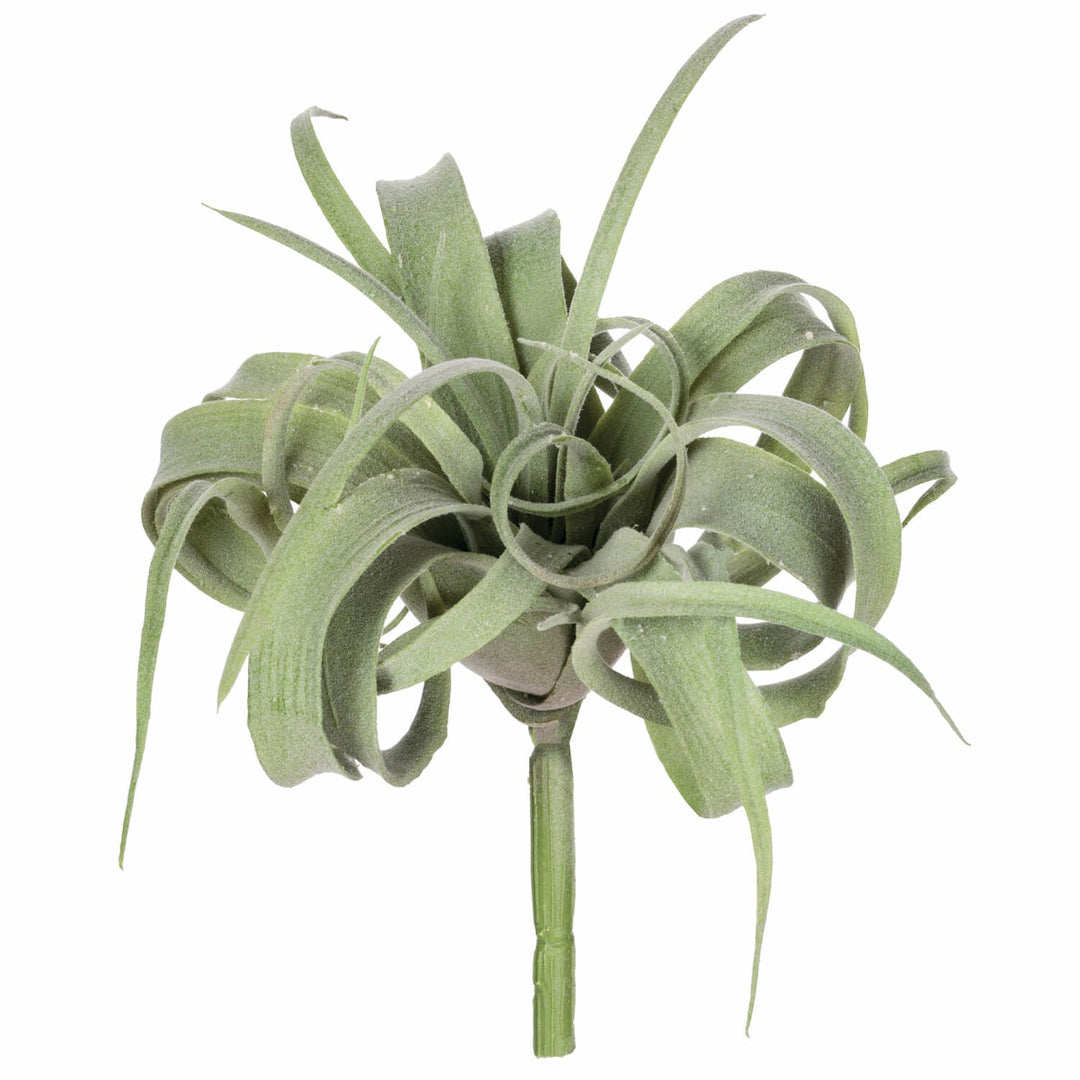 Air Plant - #Perch#