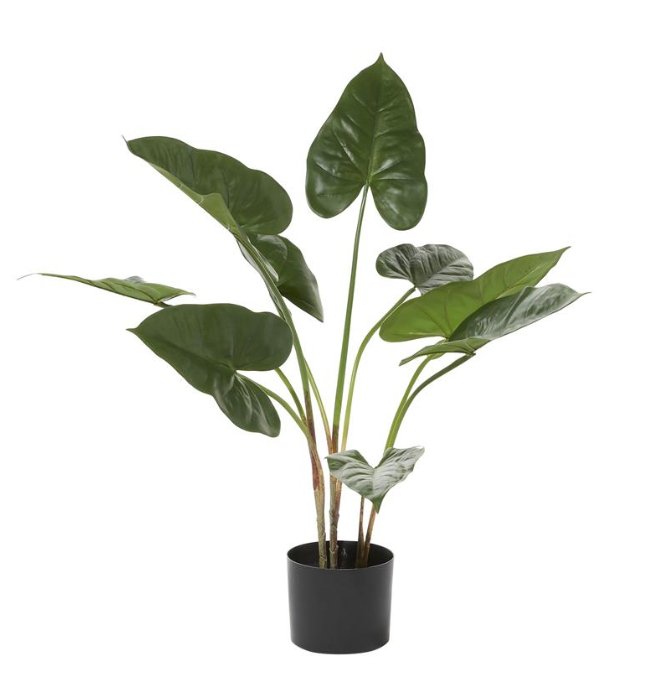 Anthurium Leaf In Pot - #Perch#