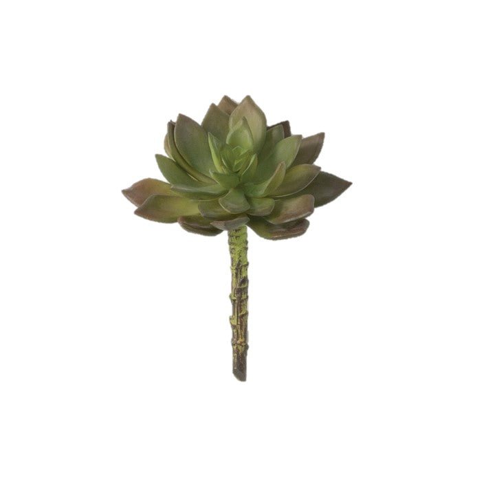 the succulent perch Echeveria Succulent – Perch