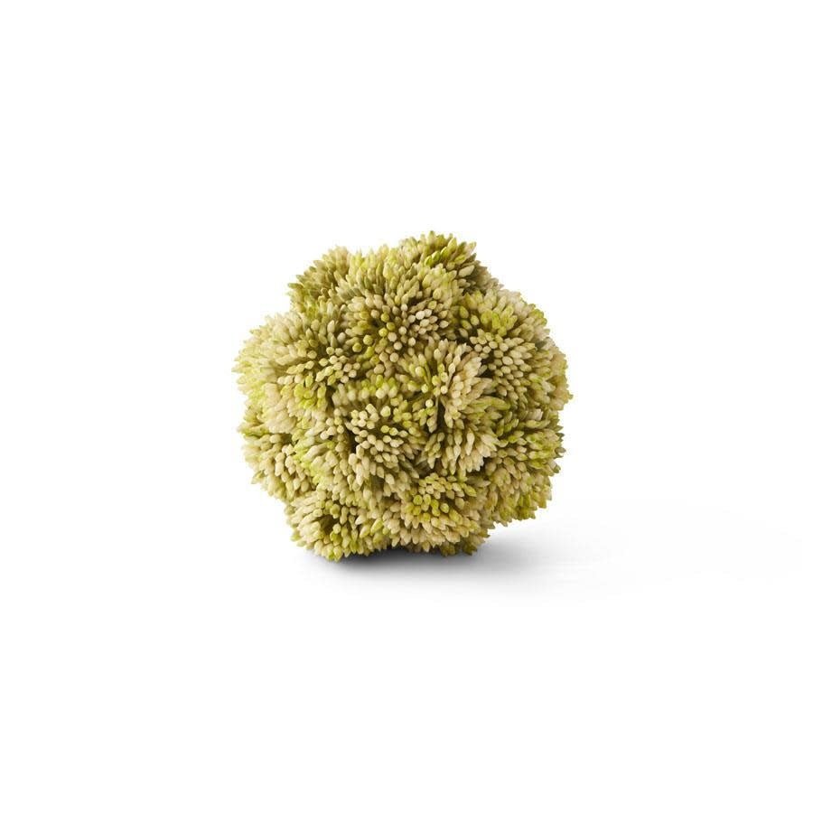 Light Green Sedum Ball - #Perch#