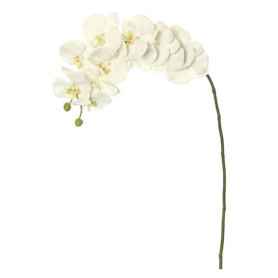 Phalaenopsis Orchid - #Perch#