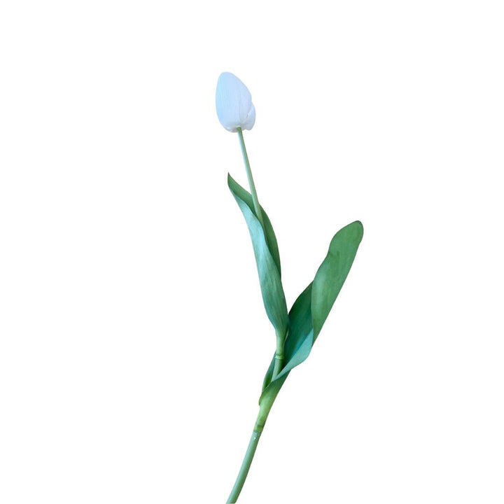 White Silk Tulip - #Perch#